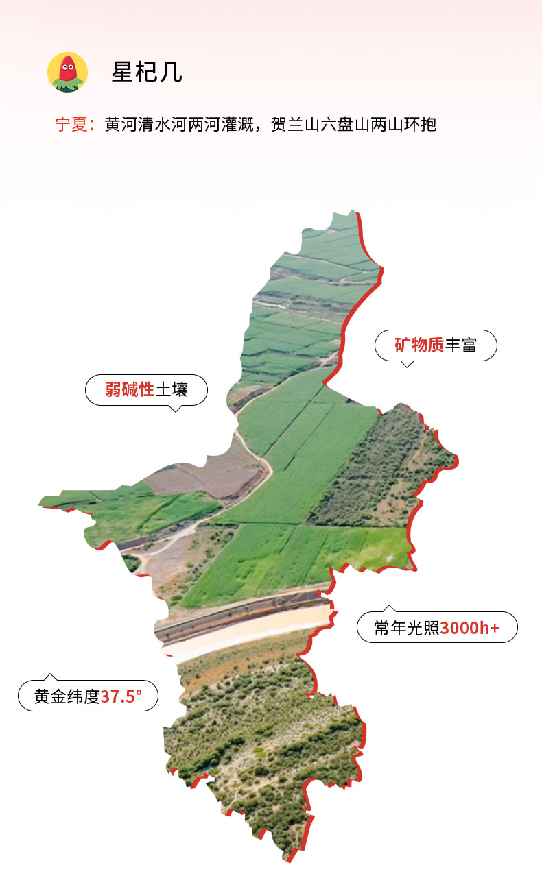 星杞几红枸杞原浆详情修改1_01_11.jpg